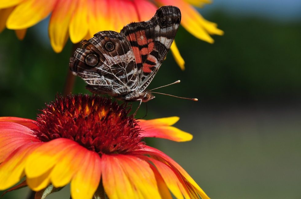 Бабочка-опылитель на цветке. гайлардия посадка и уход