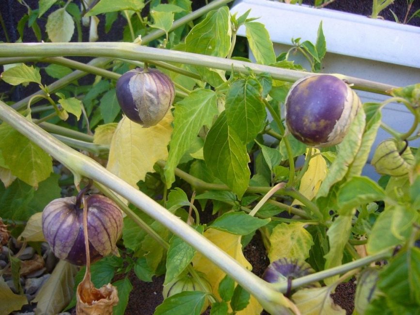 Пурпурная форма овощного физалиса