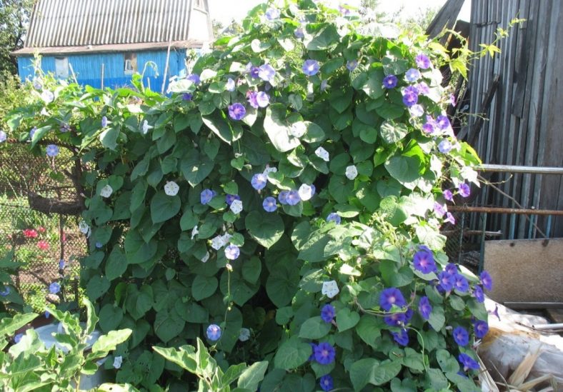 Ипомея: Описание, Сорта, Посадка, Уход | 50 Фото+Отзывы