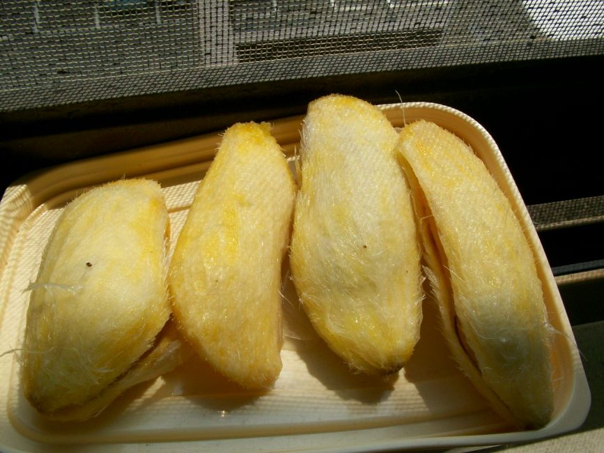 Разрезанные косточки манго, готовые к посадке