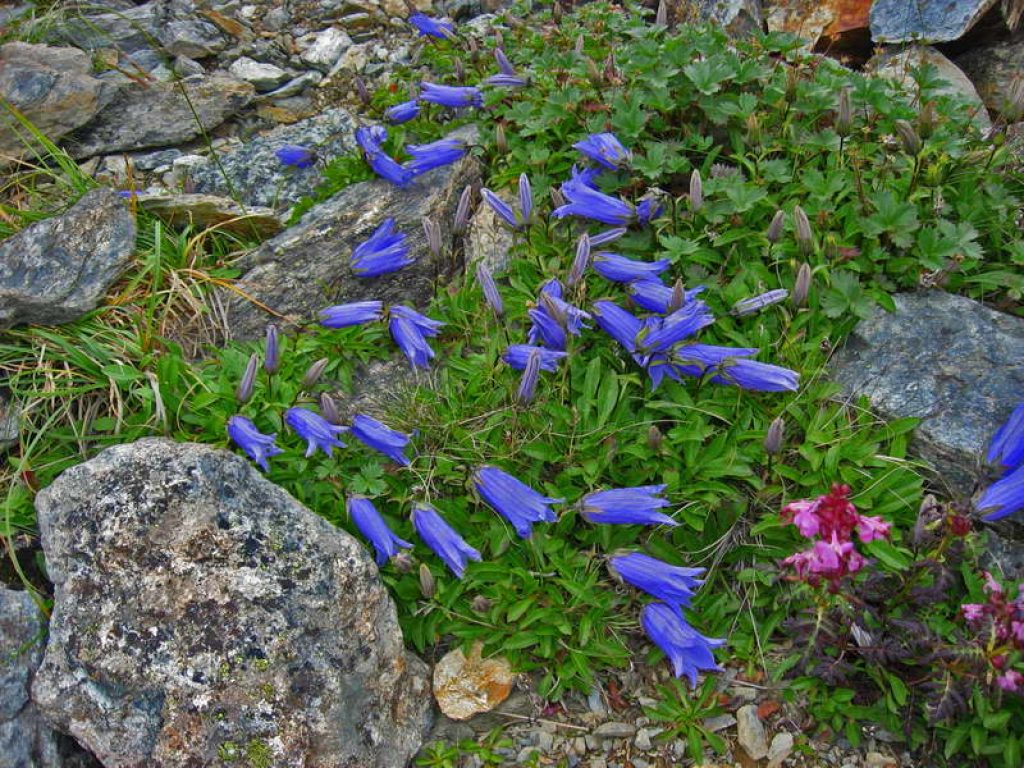 Колокольчик: Описание, Сорта, Посадка, Уход (50 Фото)+Отзывы