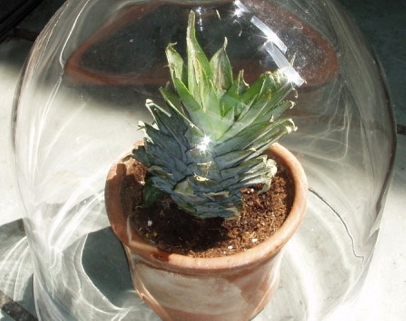 Импровизированная «теплица» для ананаса, сделанная из стеклянного колпака