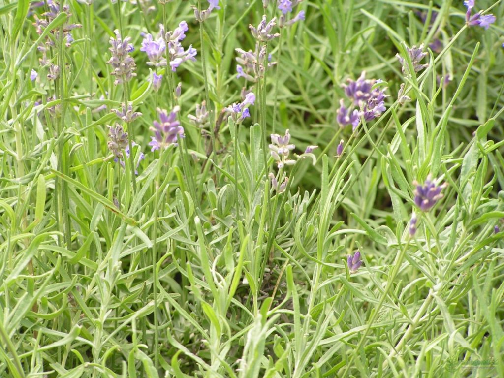 Лаванда гибридная