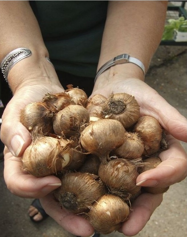 Луковицы крокусы