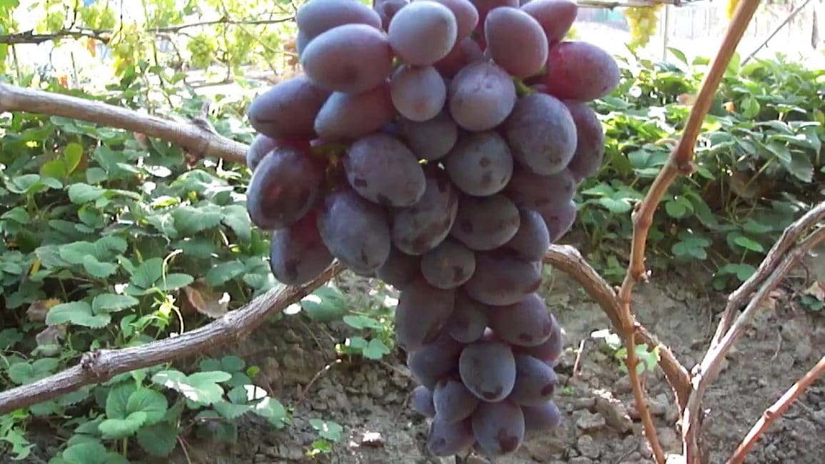 Красотка сорт винограда