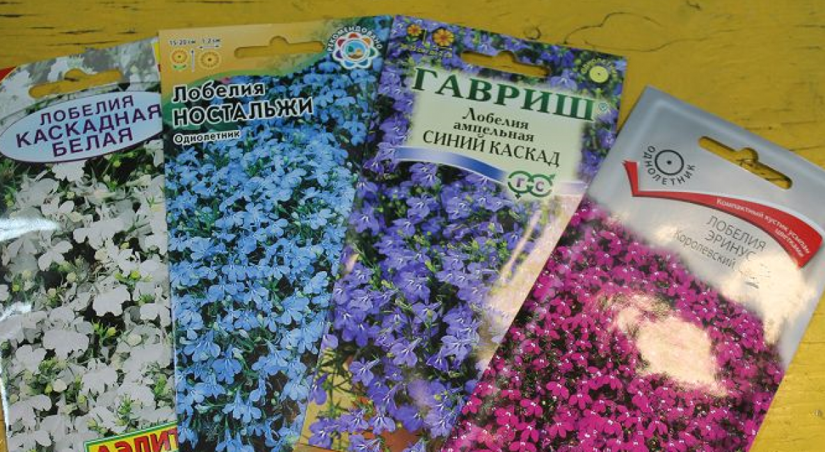 Лобелия: Описание, Посадка и Уход | (50 Фото) +Отзывы