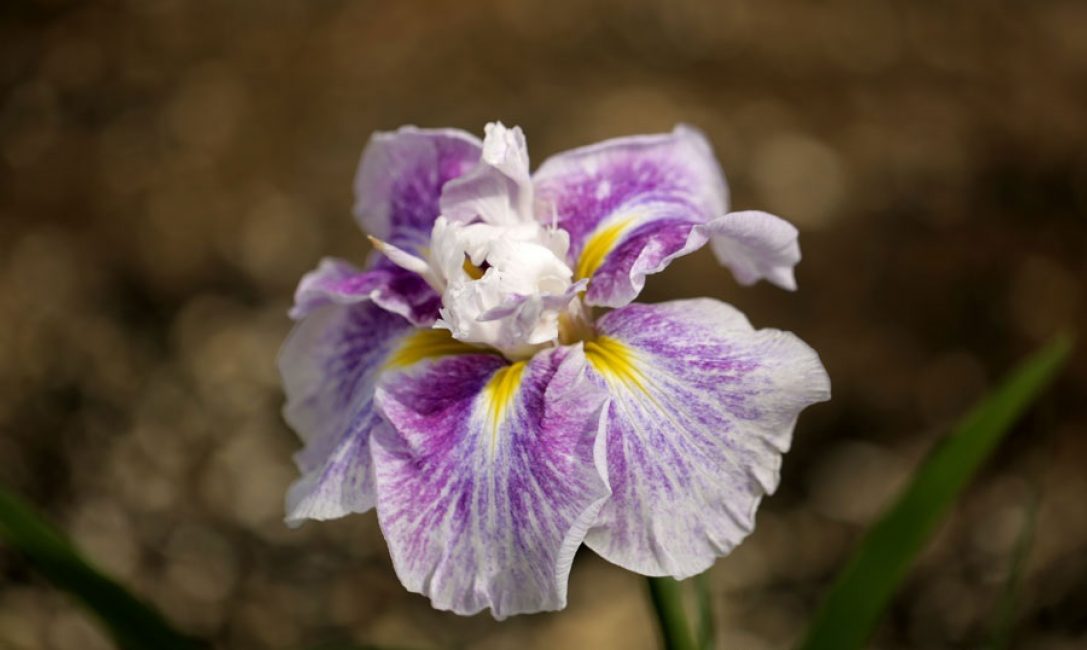 Angel Mountain iris