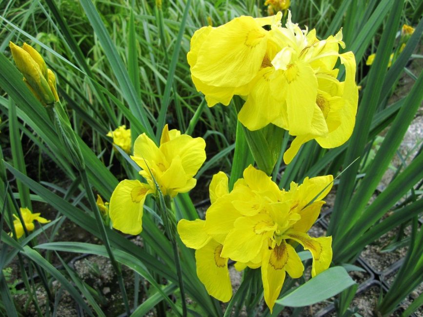 Flore Pleno iris ирис