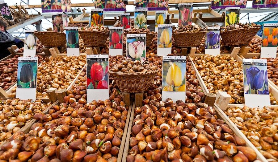 Огромный выбор луковиц тюльпанов