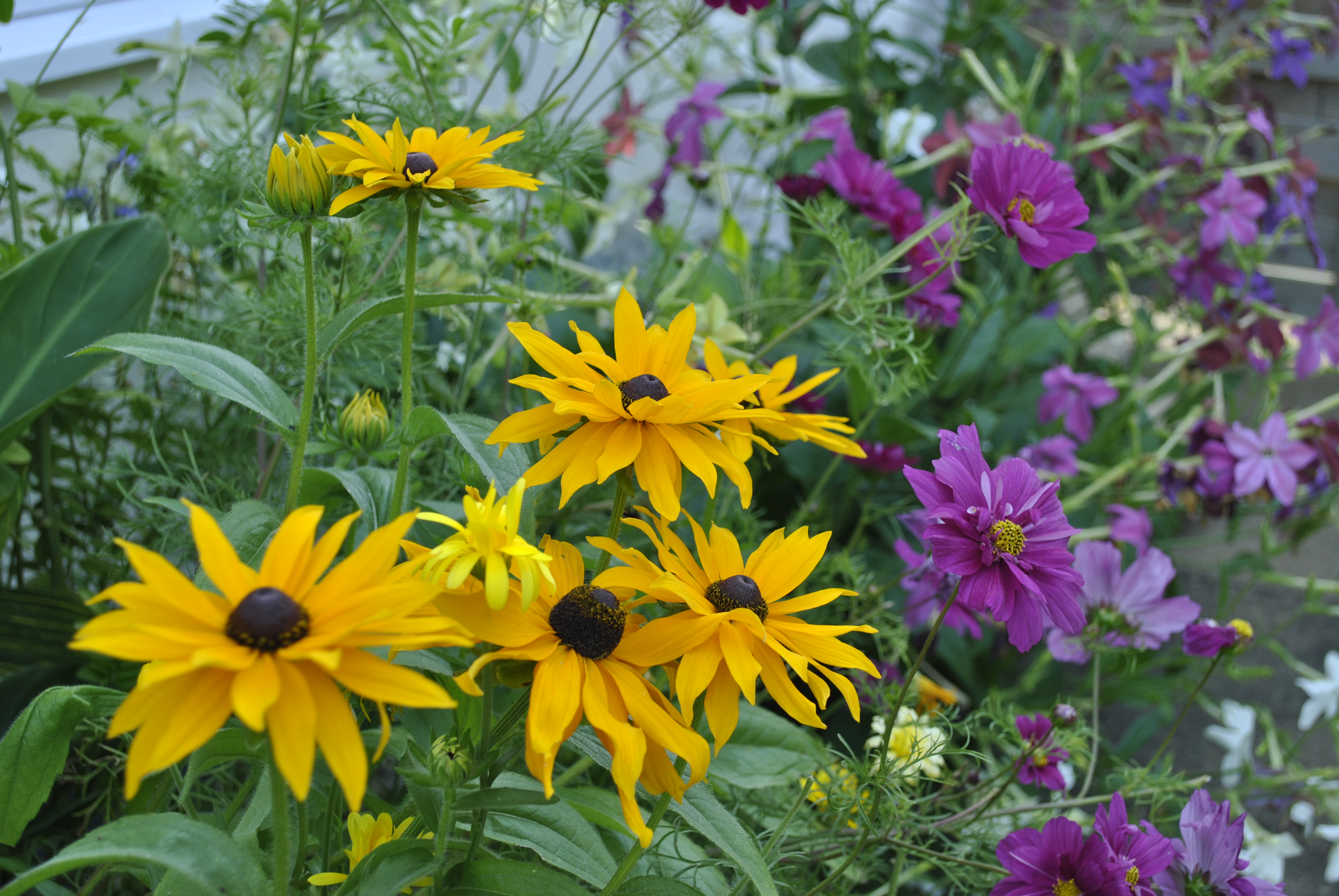 Мармелад – яркое солнышко желто-оранжевых цветков украшает раскидистый куст рудбекии.