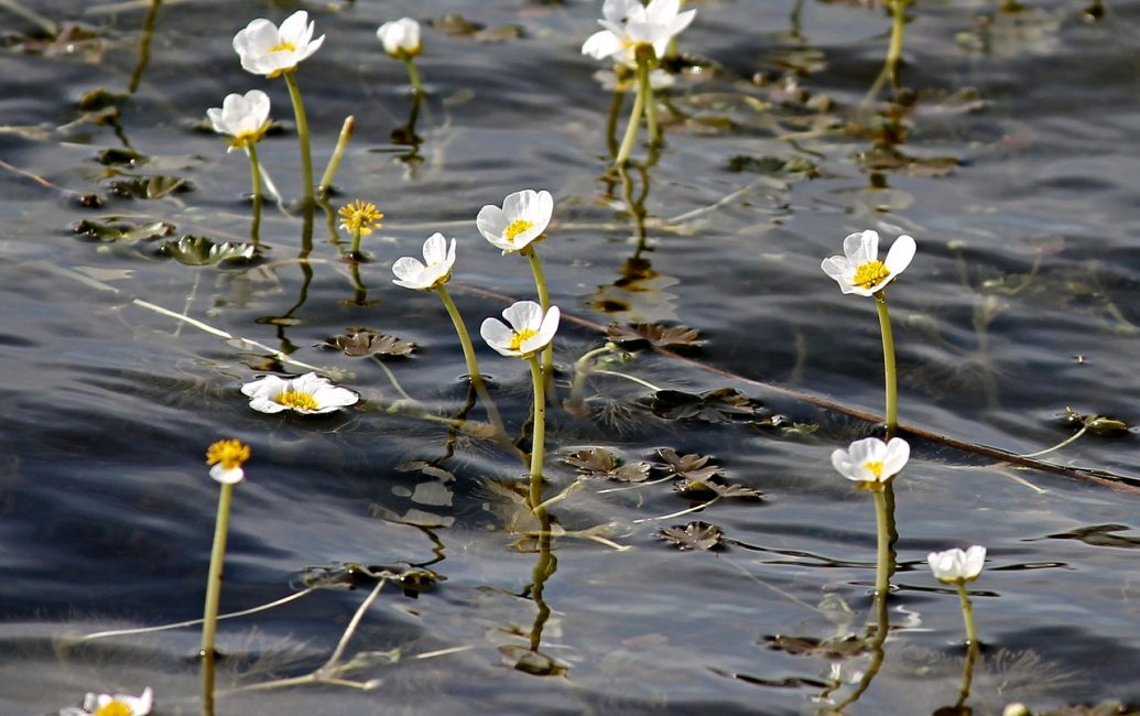 Водяной, болотный или Ranunculus aquatilis