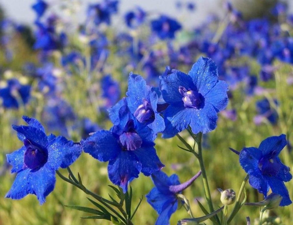 Монголия цветок фото