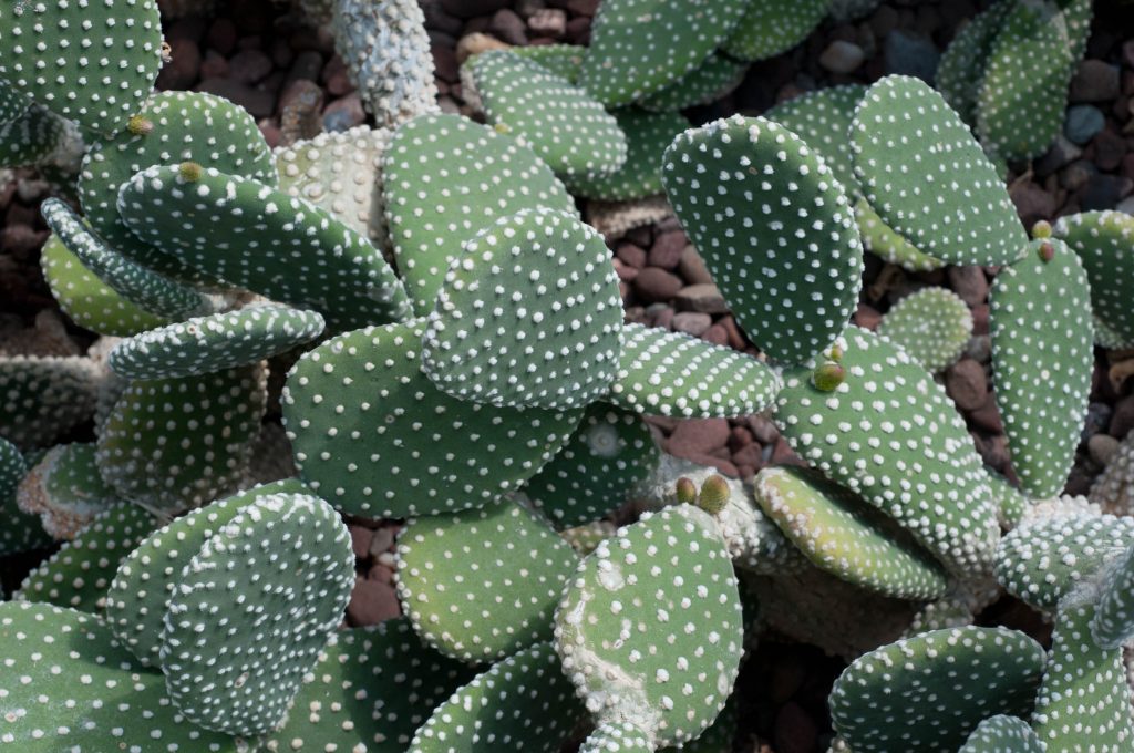 Опунция мелковолосистая