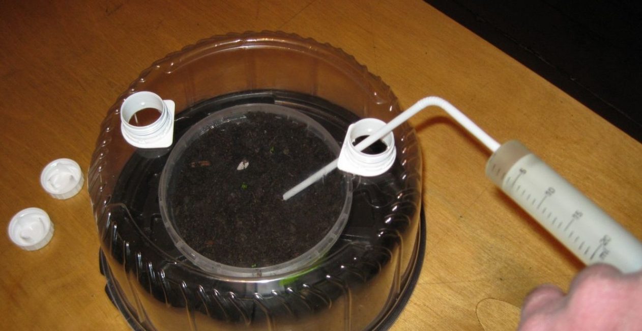 Самодельная мини тепличка из крышки от торта с возможность вентиляции и полива