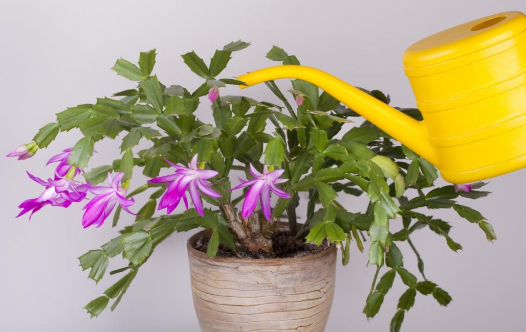 Шлюмбергера – эпифитное растение, цветение которого противоречит всем канонам природы. Особенности выращивания декабриста в домашних условиях (65  Фото & Видео)  Отзывы