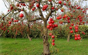 Как посадить яблоню и ухаживать за ней, чтобы она плодоносила много лет: советы и рекомендации (Фото & Видео) +Отзывы