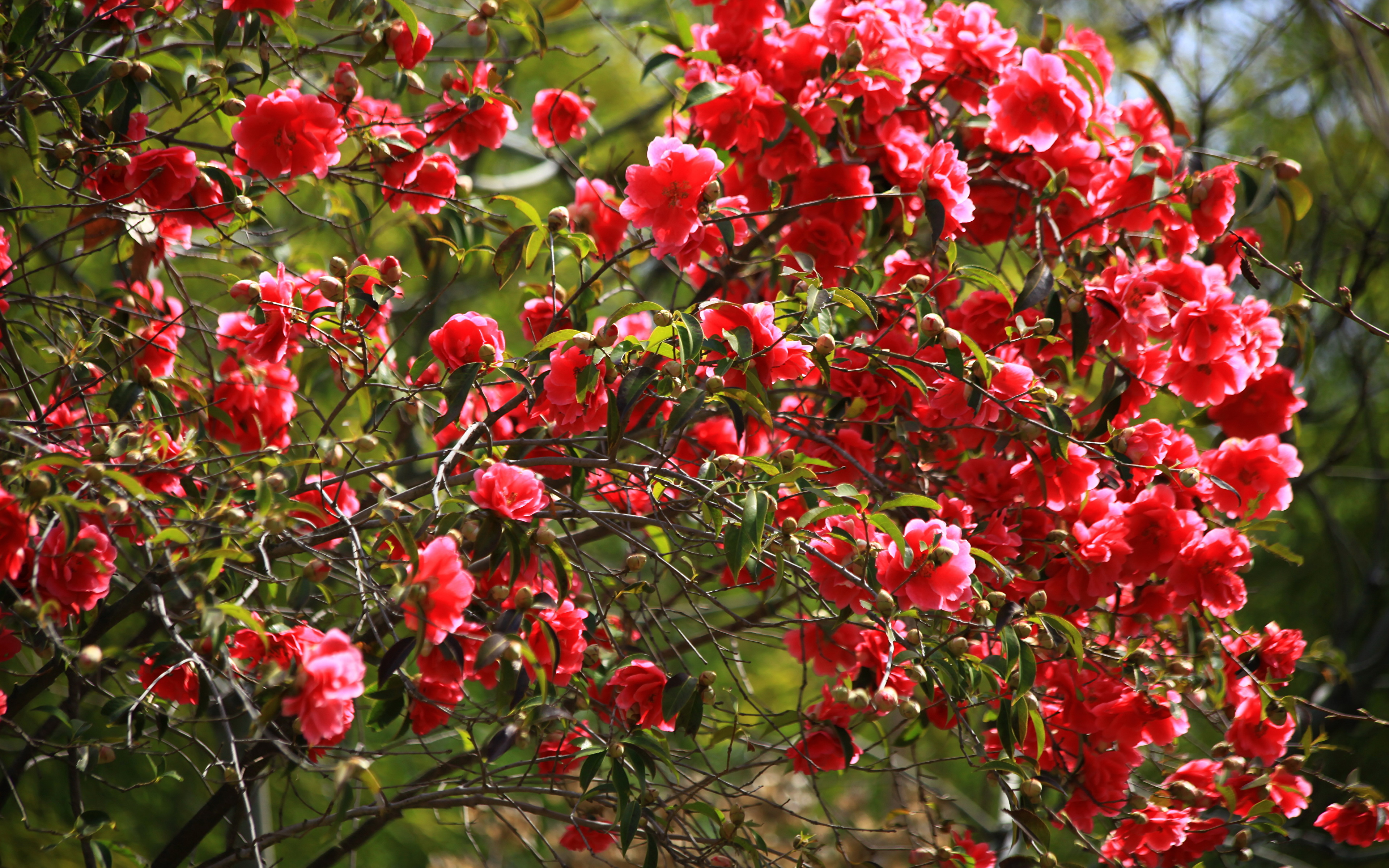 Камелия древовидная. Зимоустойчивый многолетник