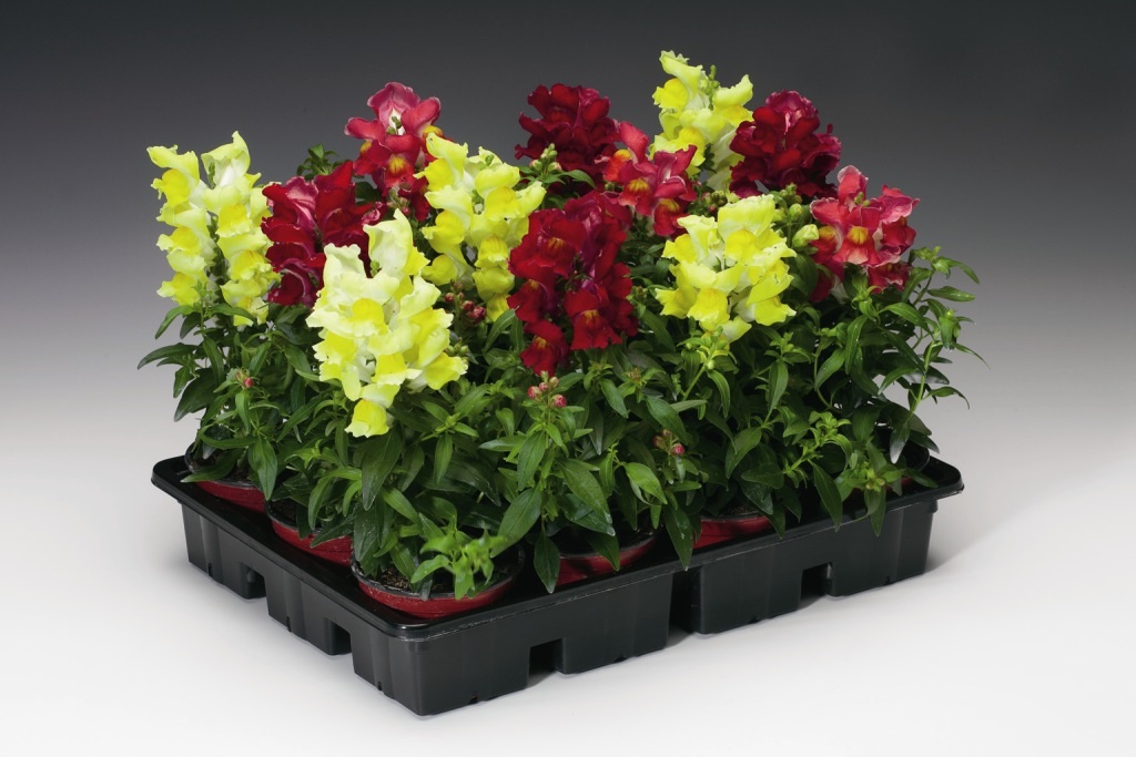 Пирамидальные кусты не превышают 50 см в высоту