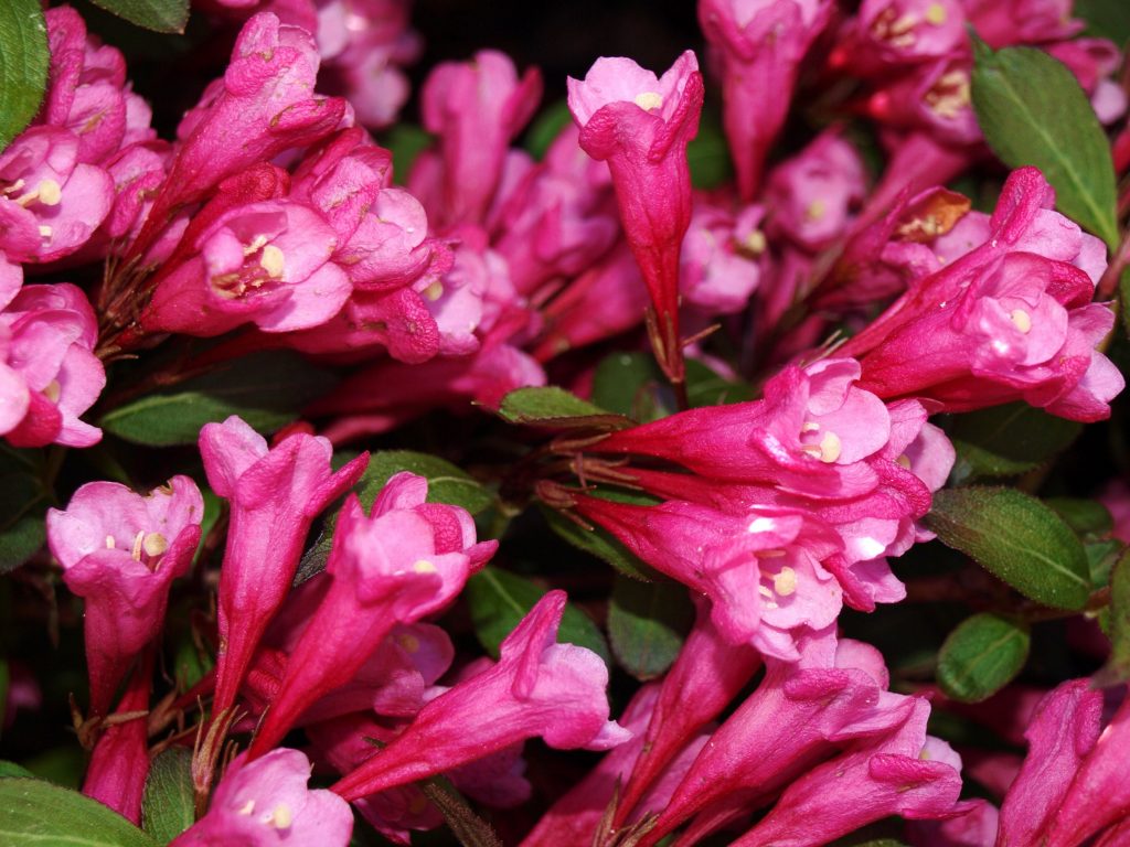 Виктория (weigela victoria)