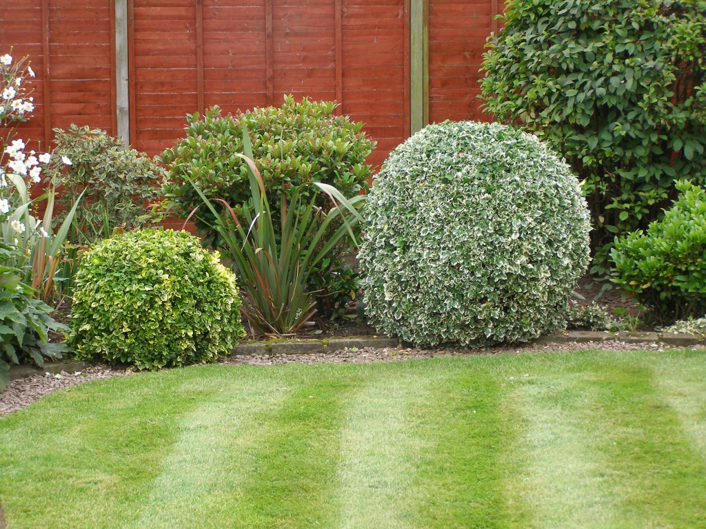 Бересклет ландшафтном дизайне