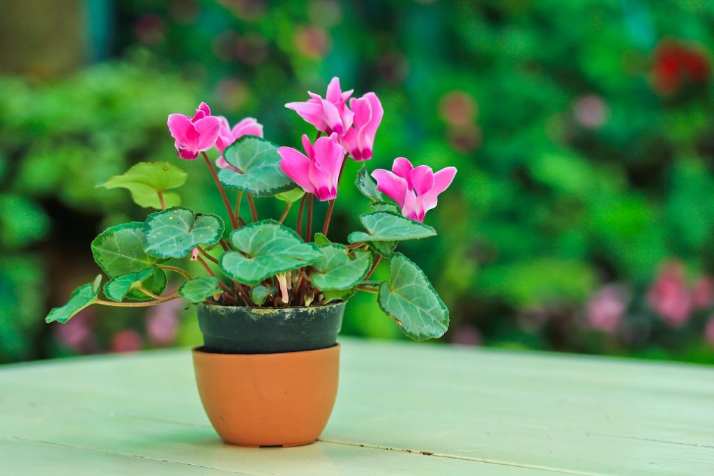 Цикламен европейский