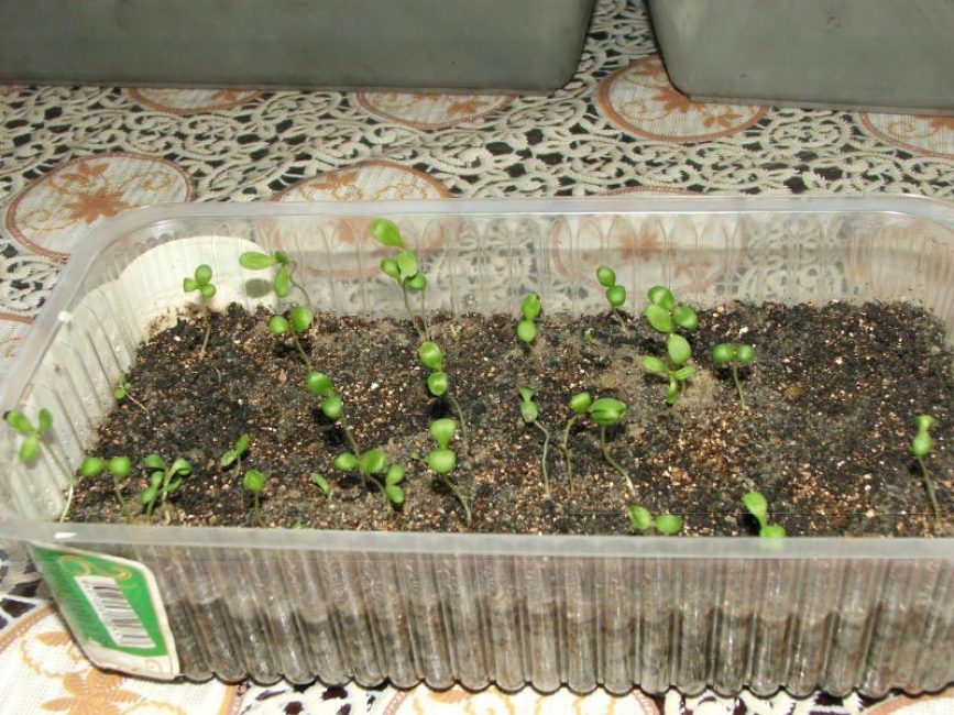 Выращивание семенным способом 