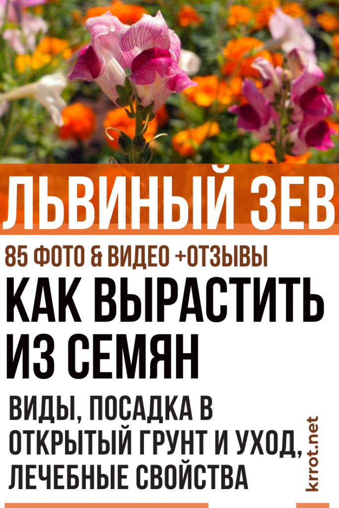 Львиный зев: Описание, Выращивание, Уход (85+ Фото) +Отзывы