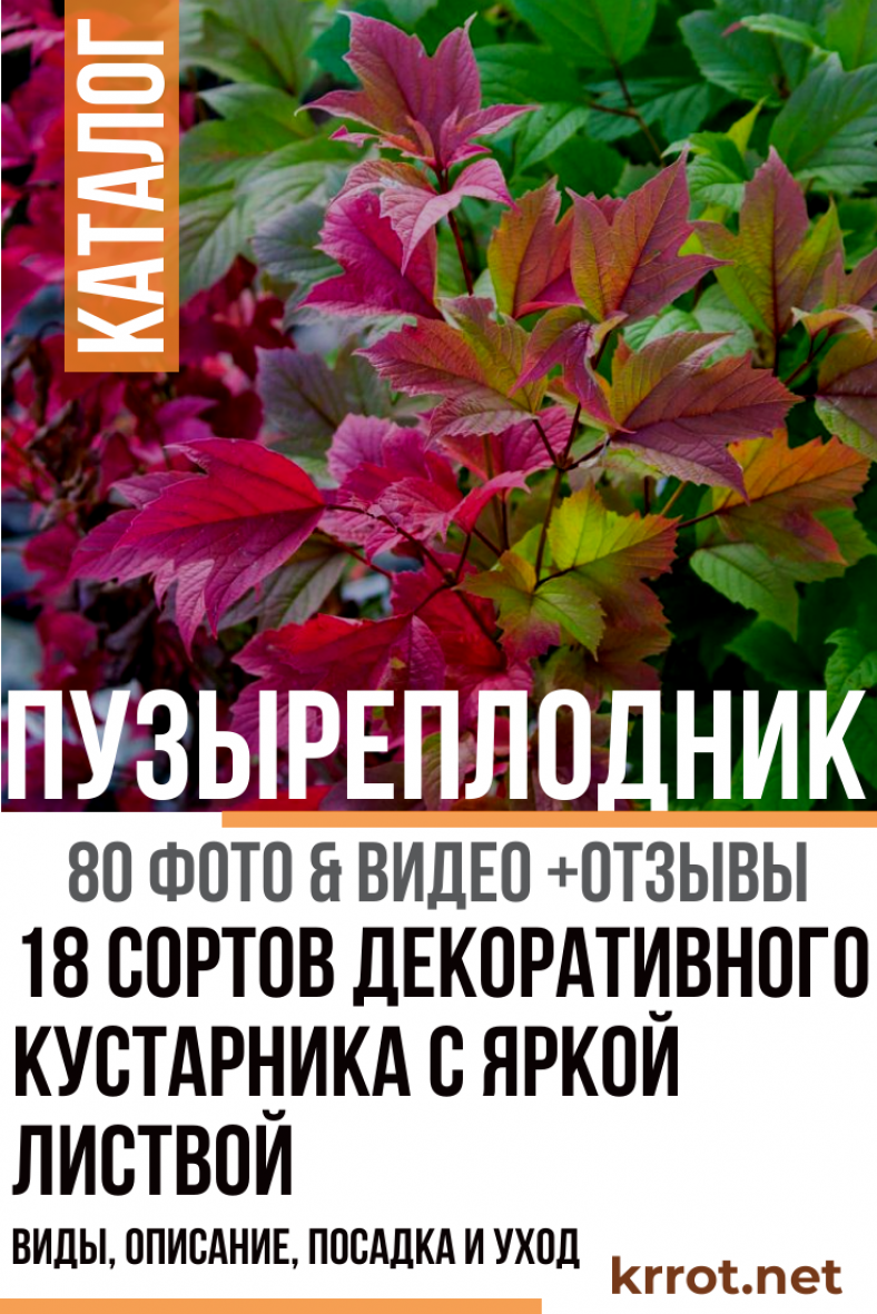 Пузыреплодник: Описание, Виды, Посадка, Уход | (80+ Фото)