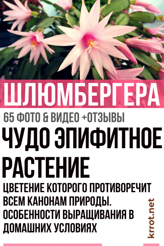Шлюмбергера (Декабрист): Описание, Виды, Уход | Фото +Отзывы