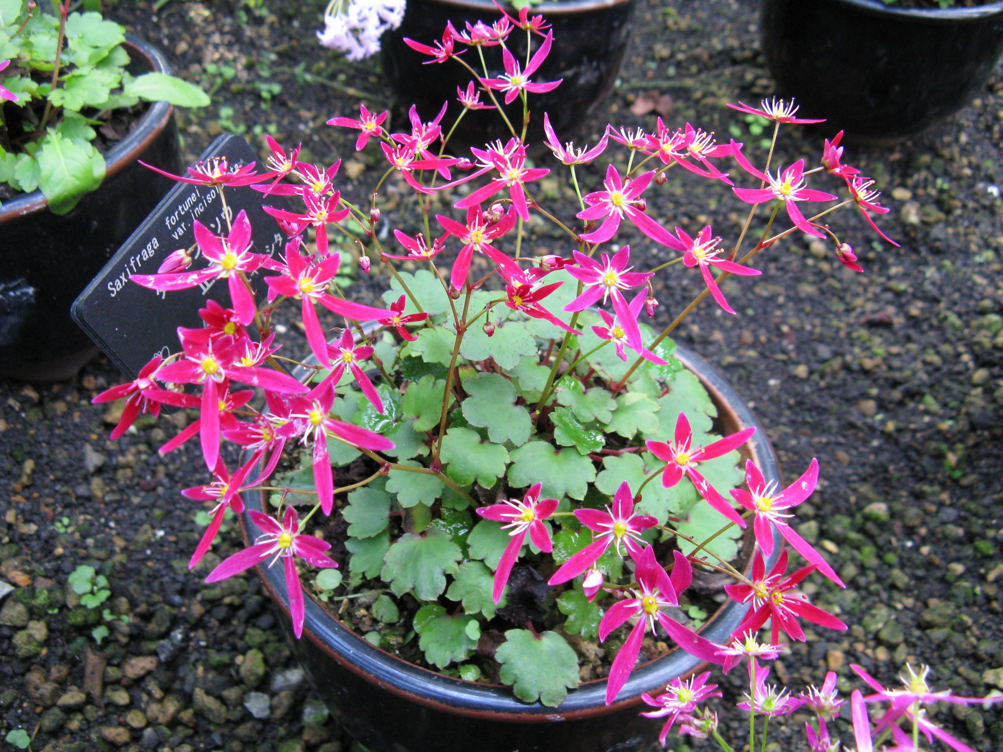 Растение готовое к пересадке в открытый грунт