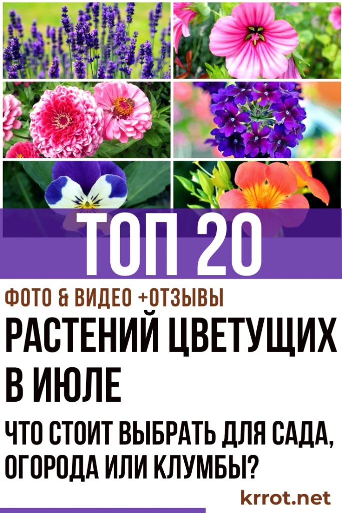 ТОП-20 Растений Цветущих в Июле | (Фото & Видео)