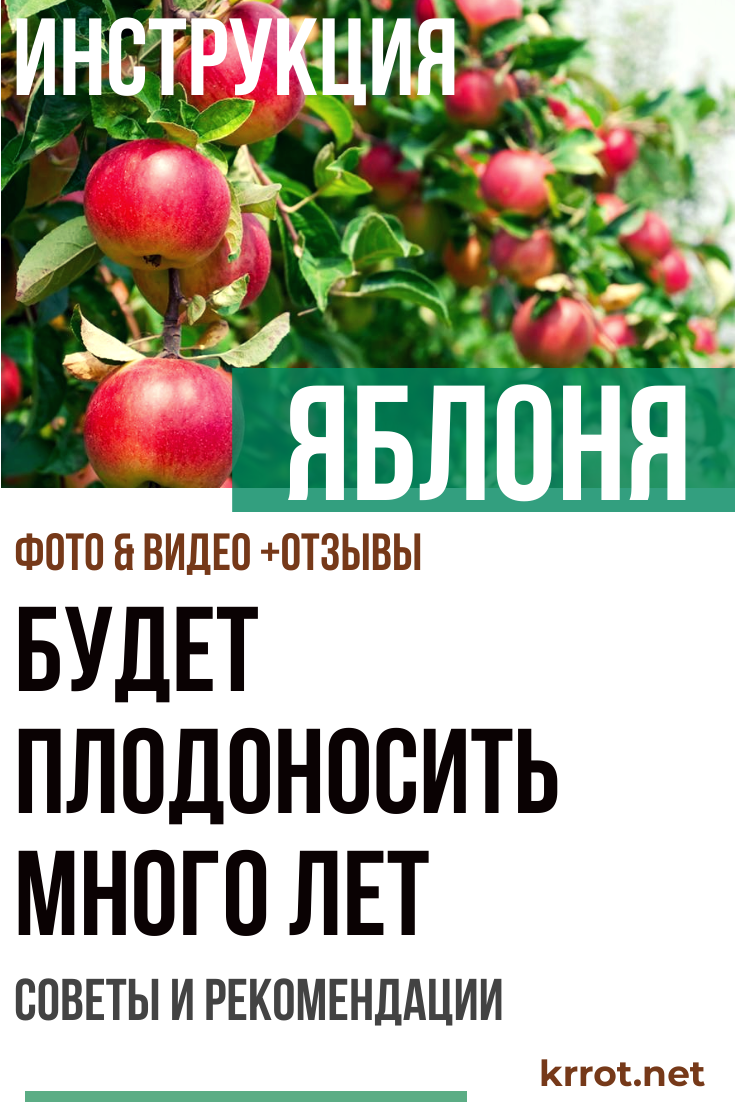 Яблоня - Будет плодоносить много лет