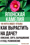 Японская камелия