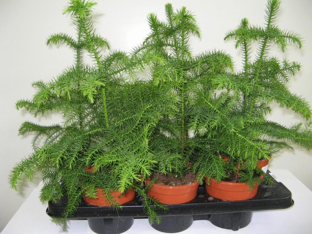 Араукария разнолистная