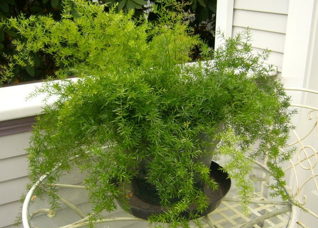 Аспарагус густоцветковый