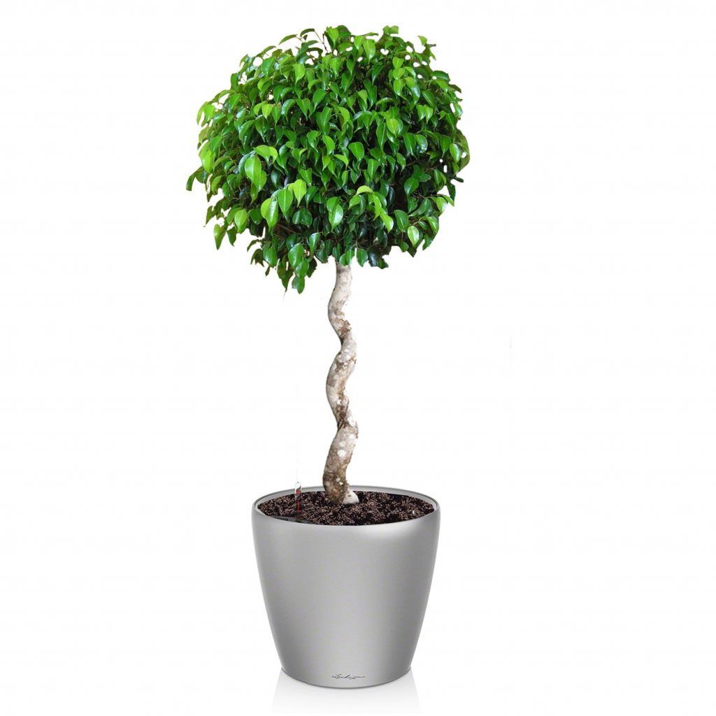 Фикус Бенджамина