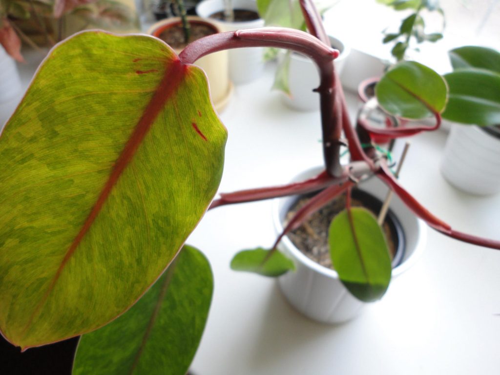 Филодендрон краснеющий
