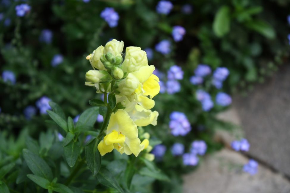 Желтые «ротики» львиного зева на фоне голубых цветков незабудки