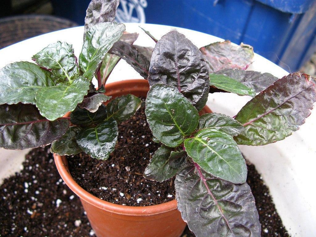 Гемиграфис чередующийся