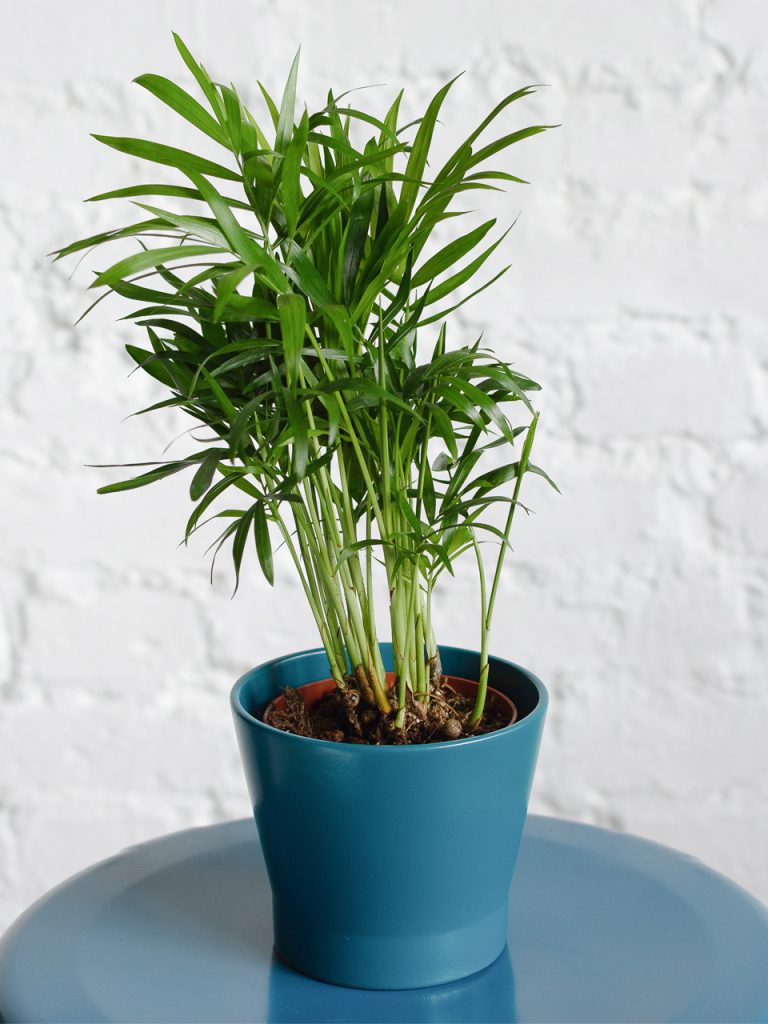 Хамедорея изящная