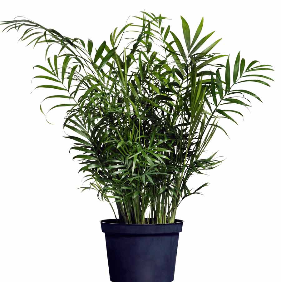 Хамедорея Зейфрица