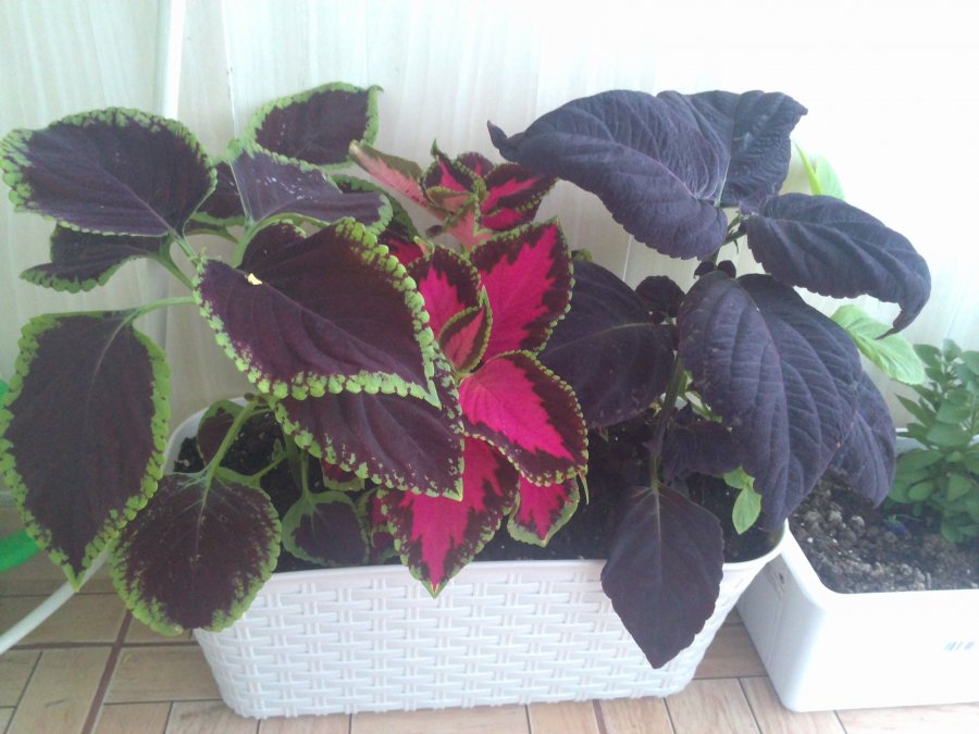 Три сорта растения в одном горшке