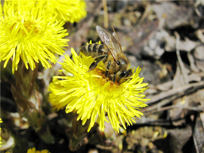 Пчела на цветках мать-и-мачехи