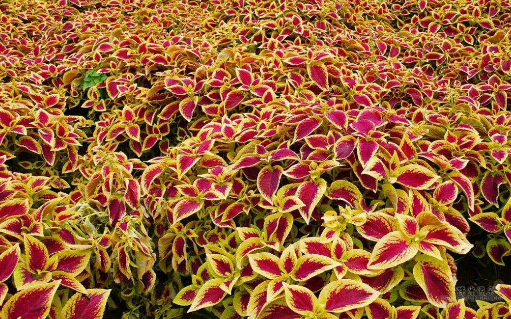 Coleus Blumei
