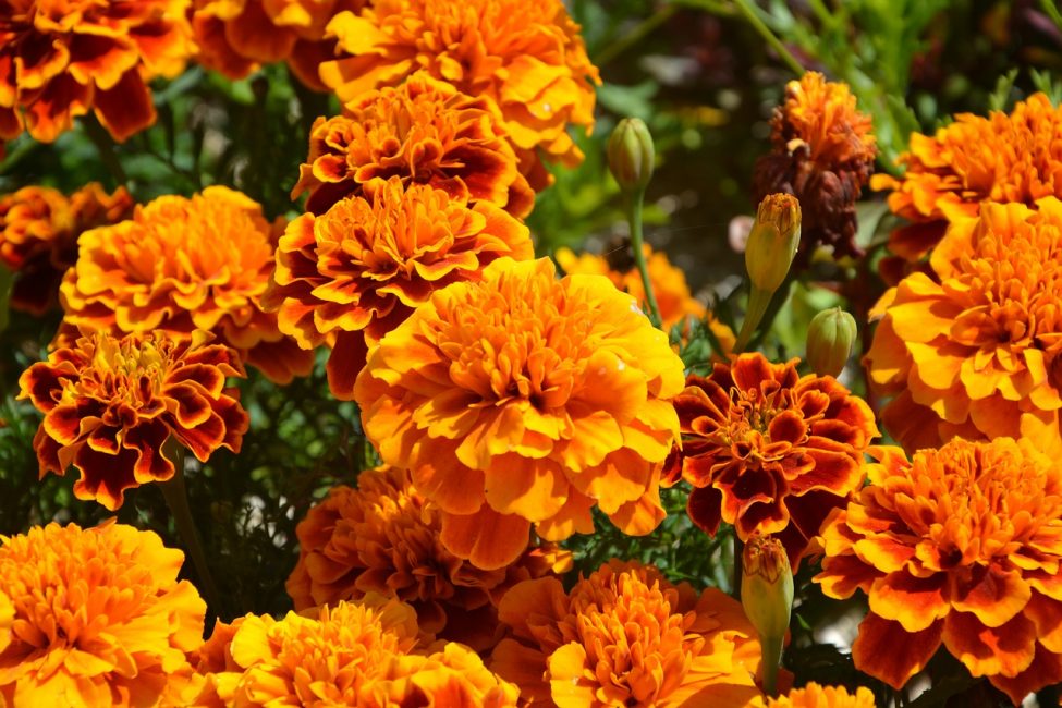 orange flowers 2471898 1280