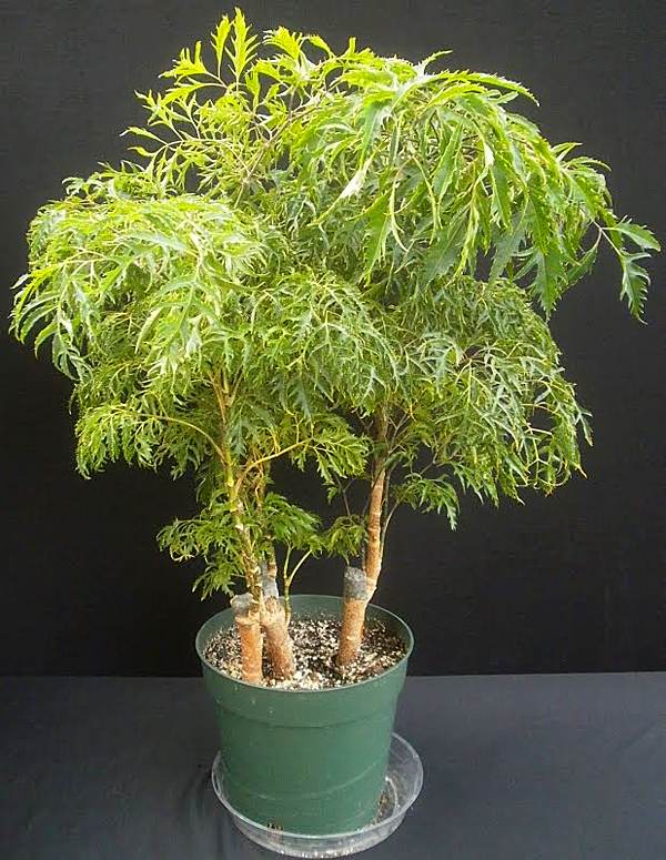 Полисциас кустарниковый