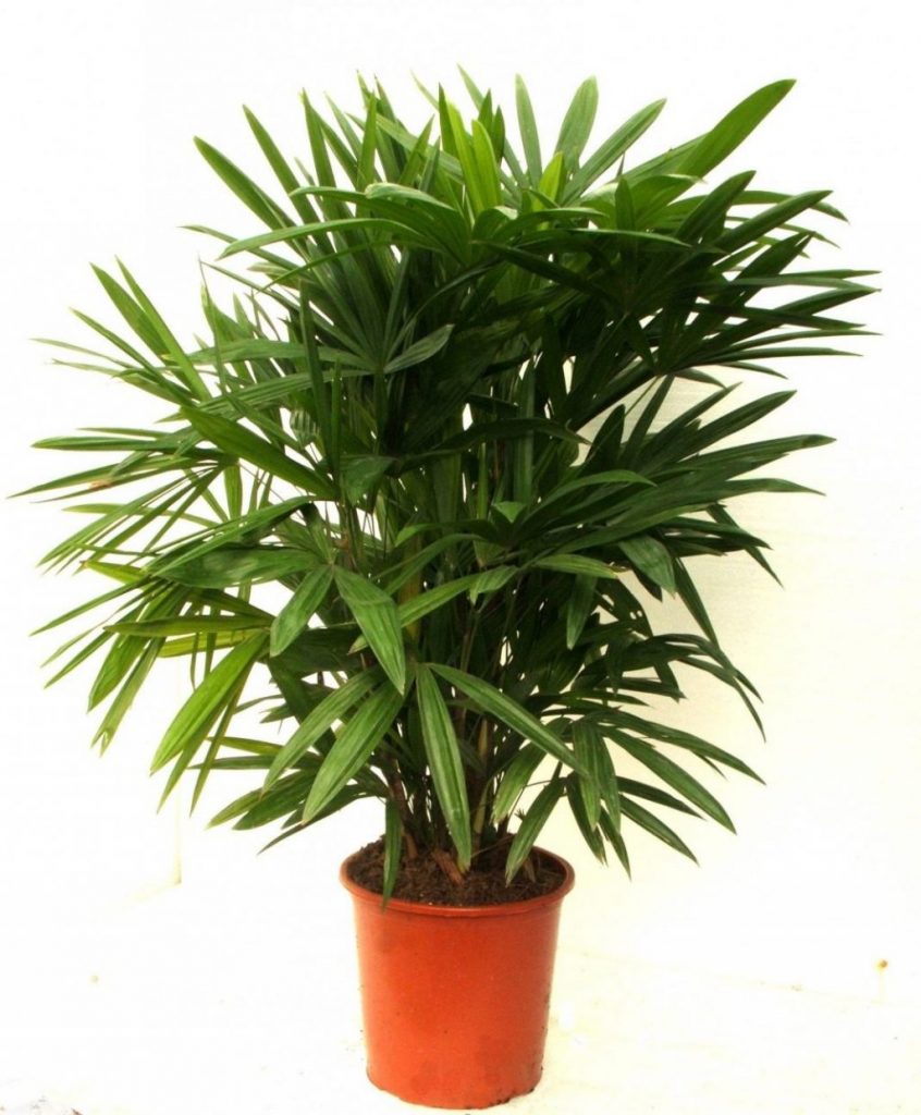 Рапис низкий