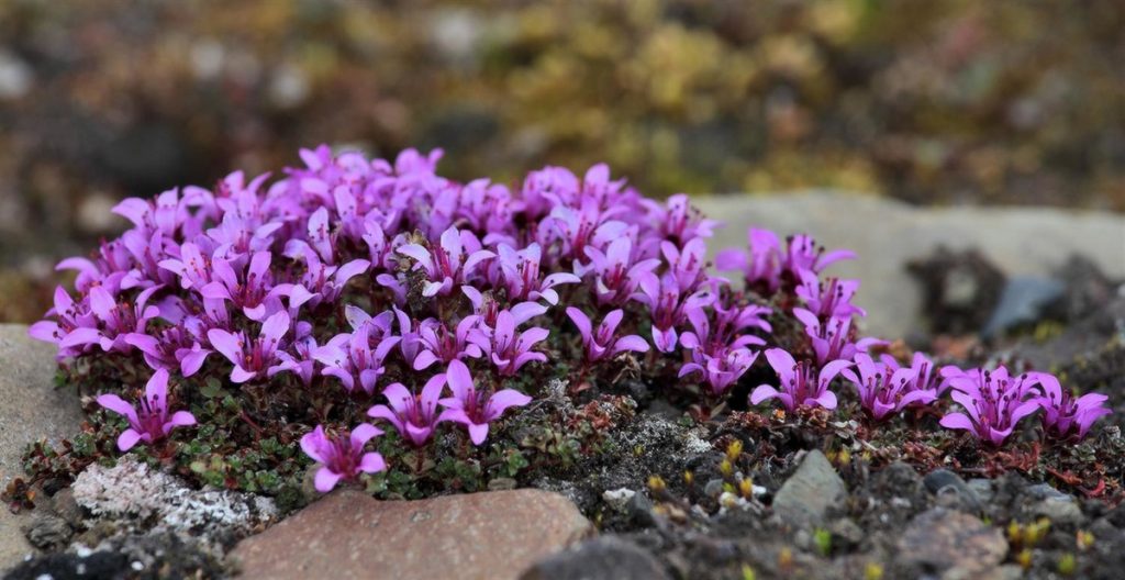 Камнеломка