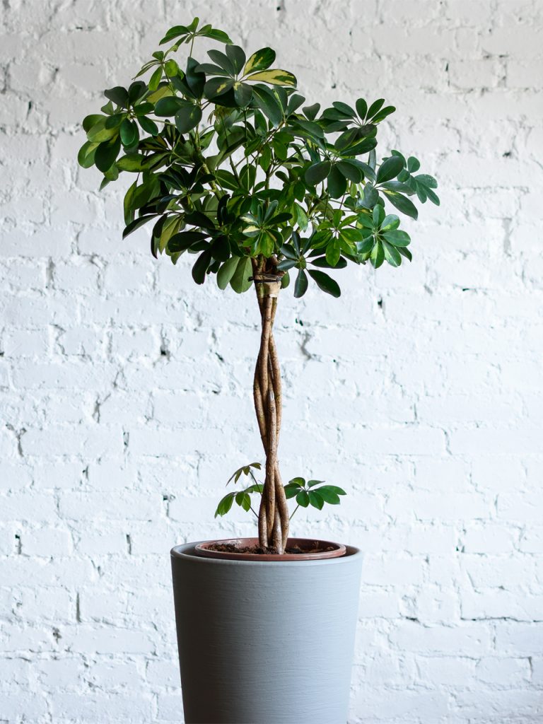 Шеффлера древовидная