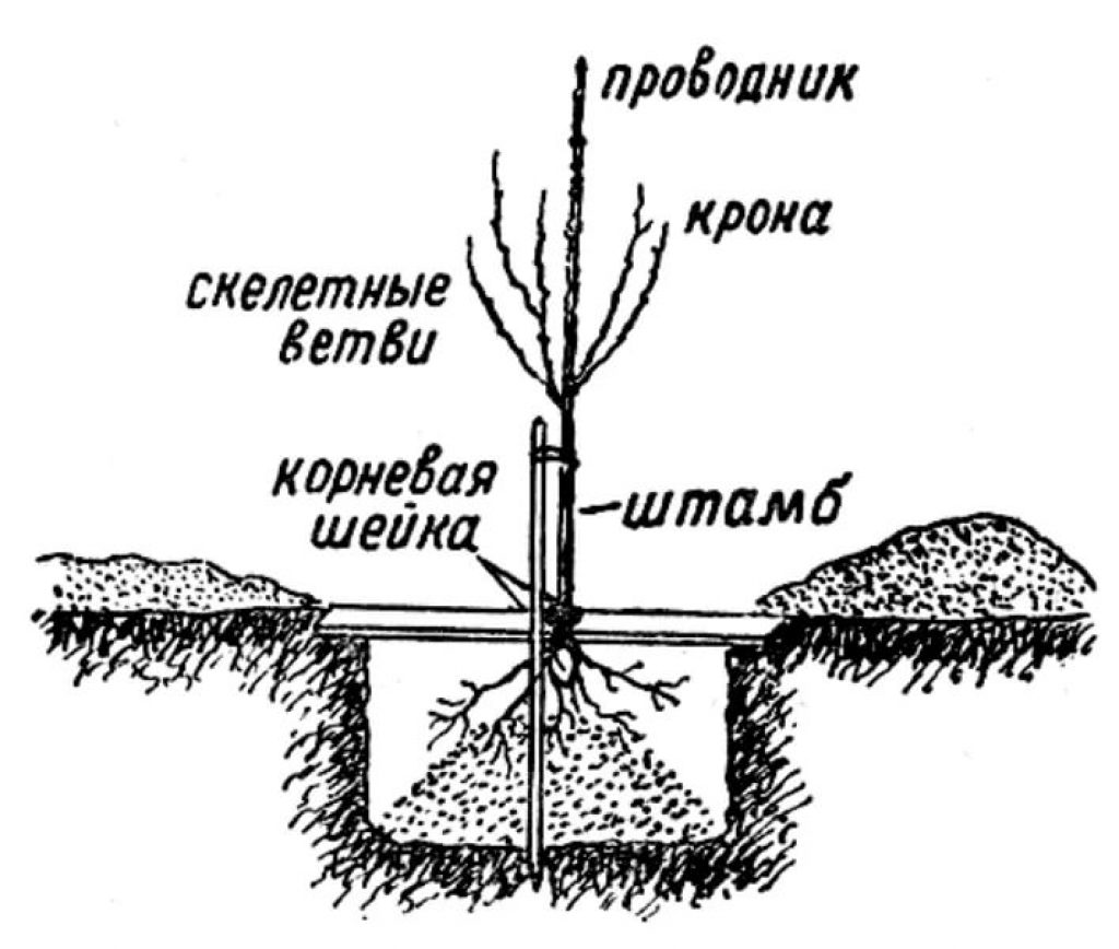 Корневая система яблони глубина схема фото